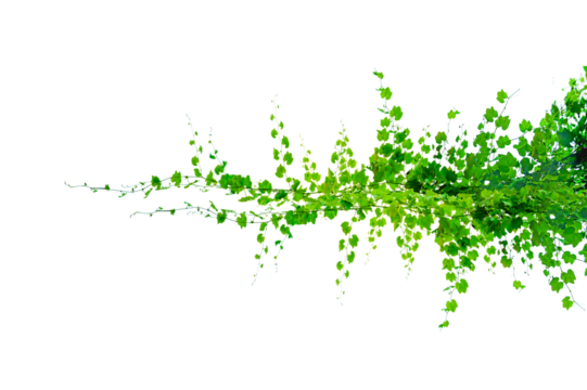 vine frame leaf vine circle Isolate on transparent background PNG file