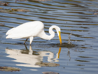 Great Egret
