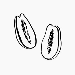 Papaya ink sketch on isolated background. Pawpaw tropical fruit graphic for sign, logo, card, label, poster, decor. Hand drawn vector botanical food illustration with melon tree, organic ingredient