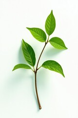 Fototapeta premium A single branch with leaves isolated on a white background, botanical, isolated branches, natural elements