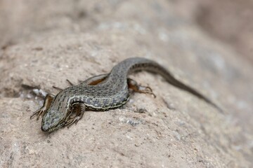 Close up of bridled mabuya or bridled skink (Heremites vittatus), met during trekking on Kilimanjaro, Tanzania