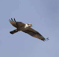 Osprey