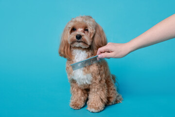 Woman brushing dog's hair with comb on light blue background, closeup. Pet grooming