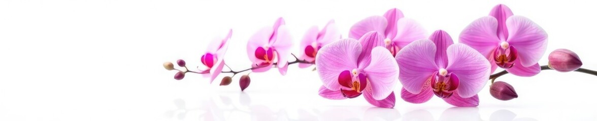 Obraz premium Exotic orchid blooms against a stark white background, color gradation, elegance