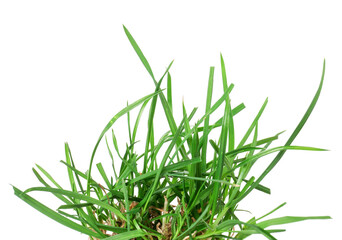 Beautiful fresh green grass isolated on white