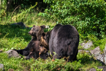森の中の二頭の熊