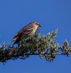 Yelllow-Rumped Warbler