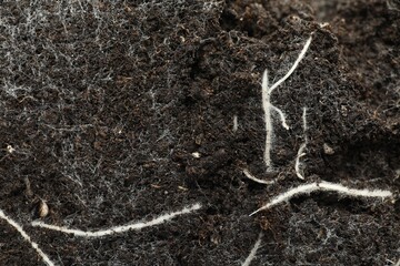 Soil with roots and white mold, top view