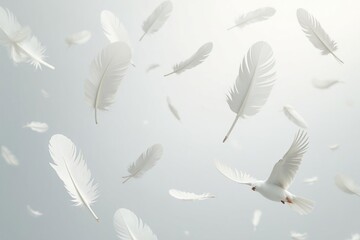 White feathers gently falling on seamless white backdrop , studio shot, calm