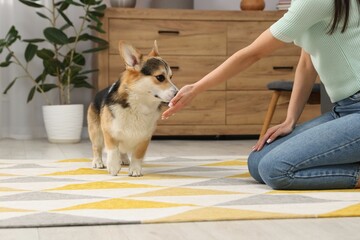 Woman training her dog on floor at home, closeup