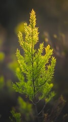 Fototapeta premium Golden Hour Sunlight on Green Plant, Nature Photography