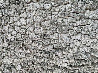 abstract texture of the wooden rough nature
