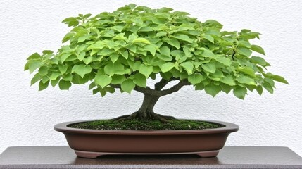 Mini bonsai tree with a moss-covered base showcasing detailed textures and natural beauty in a decorative pot