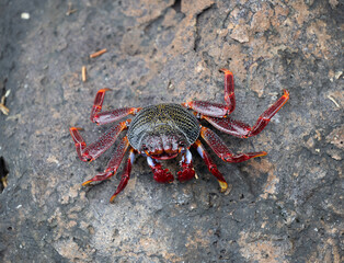  Colorful Crab on Madeira Rocks