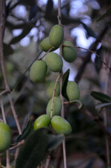 Green Olive Branch with Olives Hanging from It