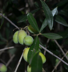 Green Olives on an Olive Branch in the Mediterranean