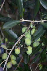 Grove with Olive Trees Growing from a Tree