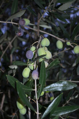 Olive Tree with Black and Green Olives