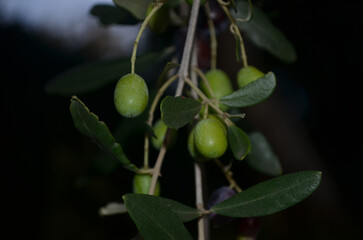 Green Olives Dangling from a Tree in Italy