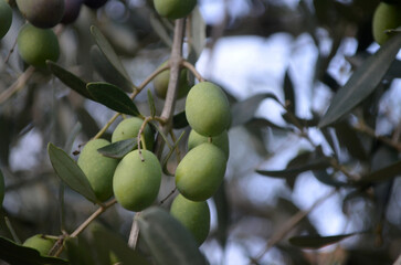 Grove With Thriving Green Olive Tree in Italy
