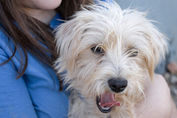 long-haired, scruffy white mixed-breed puppy in its owner's arms yawns, tired of playing.