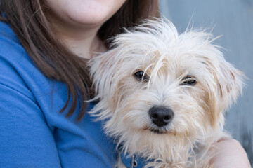 Foreground portrait of a disheveled long-haired white mixed-breed puppy in the arms of its owner on...