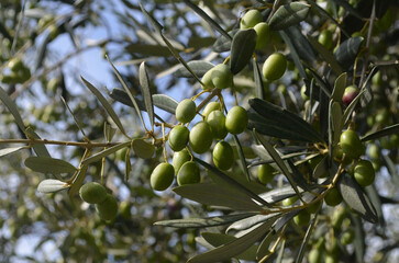 Green Olive Tree with Lots of Green Olives