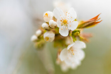 Aufnahme von Blüten der Wildkirsche.