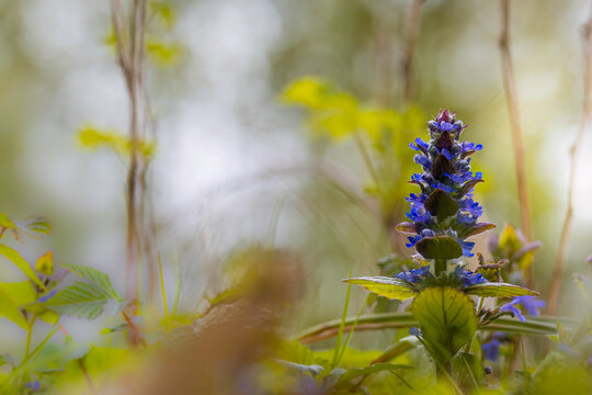 Aufnahme einer bl&uuml;henden Heilpflanze, dem kriechenden G&uuml;nsel.
