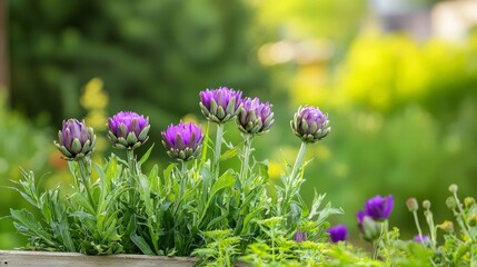 Obraz premium Vibrant Purple Flowers Blooming in a Rustic Garden Setting with Lush Green Background