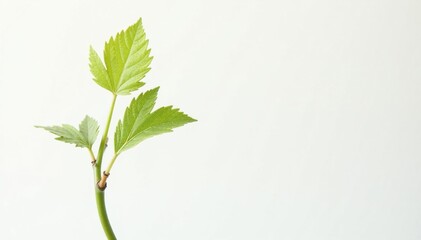 Single, delicate sapling against pure white backdrop, fresh, seedling