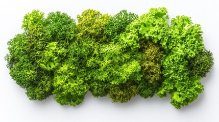 Fototapeta premium Fresh Green Lettuce Varieties Displayed on White Background