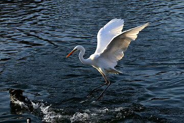 red-crowned crane