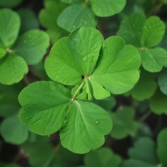 green clover leaves