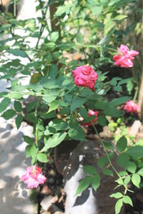Red roses grow on the edge of the fish pond

