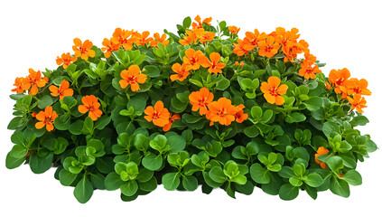 Orange flower bush isolated on a transparent background