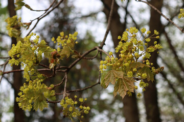 Close-up of maple tree branches with many yellow flowers on springtime season. Acer Saccharum