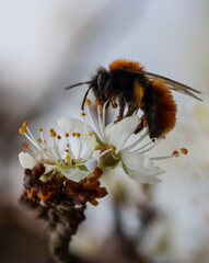 Fluffy Bee Pollinating White Cherry Blossom Flower