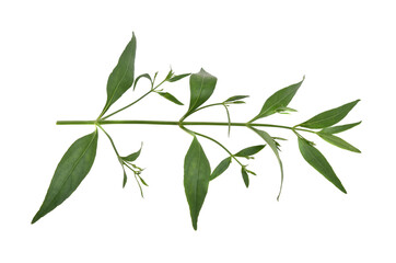 Andrographis paniculata plant on white background