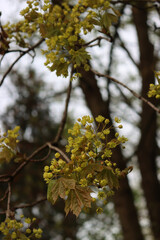 Close-up of maple tree branches with many yellow flowers on springtime season. Acer Saccharum