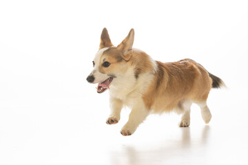 Welsh Corgi Pembroke on white background