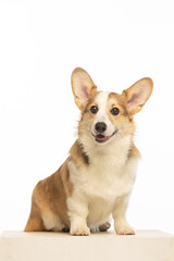 Welsh Corgi Pembroke on white background