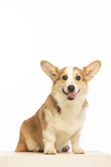 Welsh Corgi Pembroke on white background