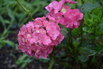 Dark Pink Blooming Hydrangea Clusters in the Summer