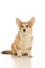 Welsh Corgi Pembroke on white background