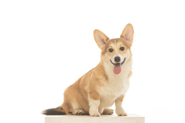 Welsh Corgi Pembroke on white background