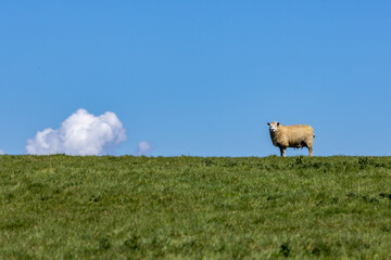 Fototapeta premium A sheep on the horizon, looking at the camera