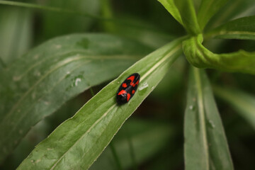 Many Cercopis vulnerata also called  as the black-and-red froghopper on green leaves on springtime 