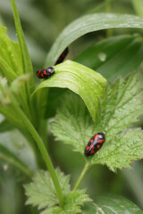 Many Cercopis vulnerata also called  as the black-and-red froghopper on green leaves on springtime 