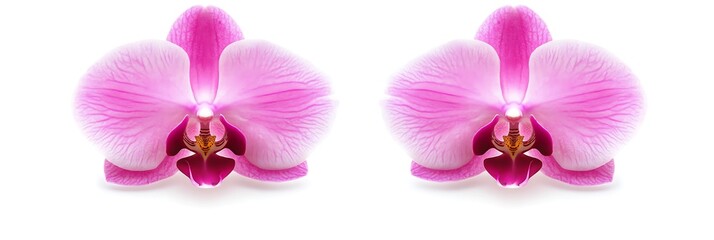Fototapeta premium Two Pink Orchids Isolated On White Background